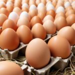 The Global Egg Production: Trends and Future Prospects