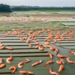 Innovations Revolutionizing Shrimp Farming: Pioneering Sustainable Practices for a Thriving Industry