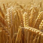 Nourishing the World: The Global Impact of Wheat